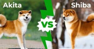 Akita Inu vs Shiba Inu: Nine Main Differences Explained Picture