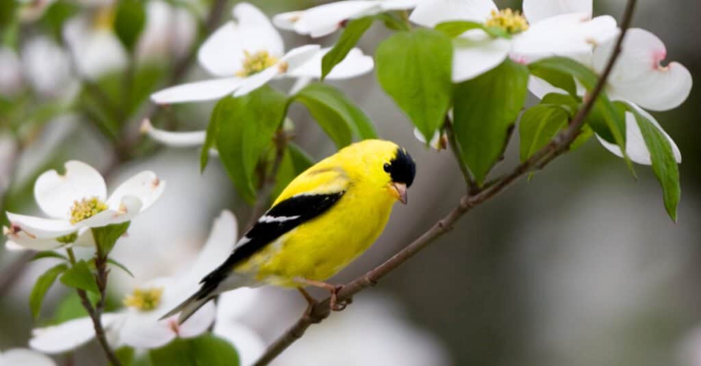 Yellow Animal – American Goldfinch