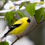 The male American goldfinch has brighter coloring in the summer to attract a mate.