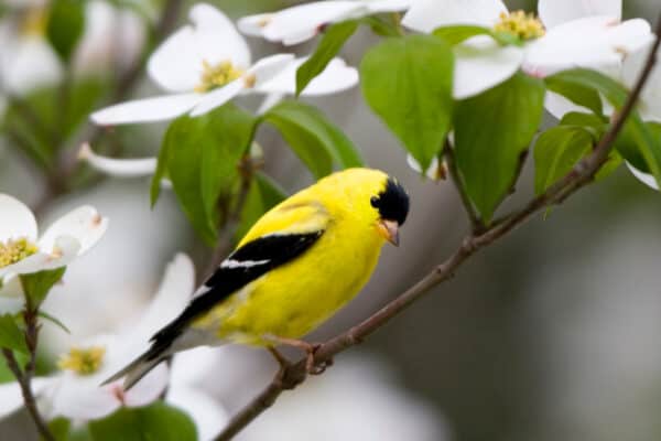 The male American goldfinch has brighter coloring in the summer to attract a mate.