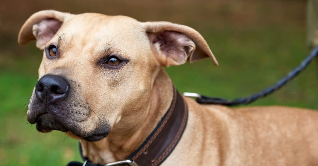 can a american pit bull terrier and a labrador retriever be friends