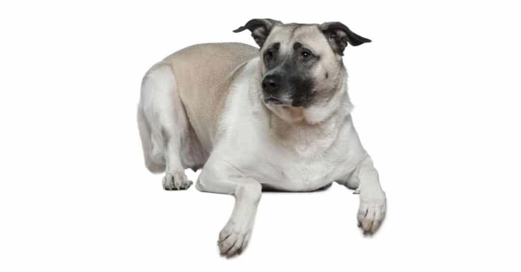 Anatolian Shepherd- Isolated
