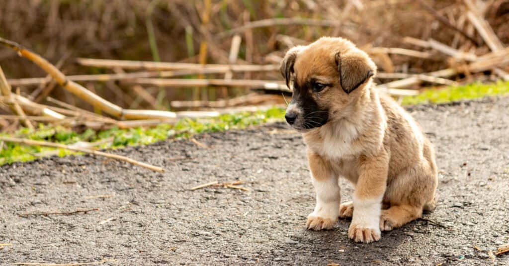 Anatolian Shepherd Puppy