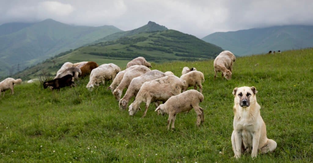 Anatolian Shepherd vs kangal