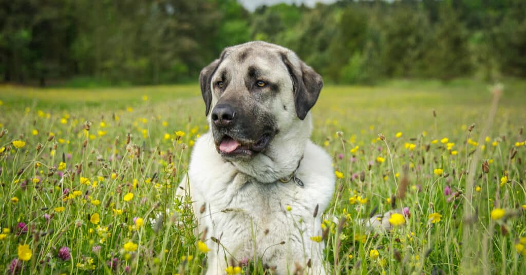 Anatolian Shepherd in a field