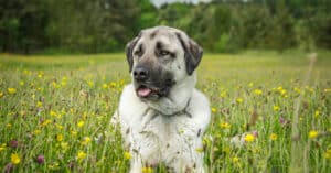 Anatolian Shepherd vs Great Pyrenees: Key Differences Explained Picture