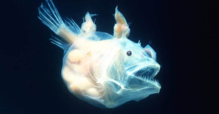 Animals that glow – angler fish