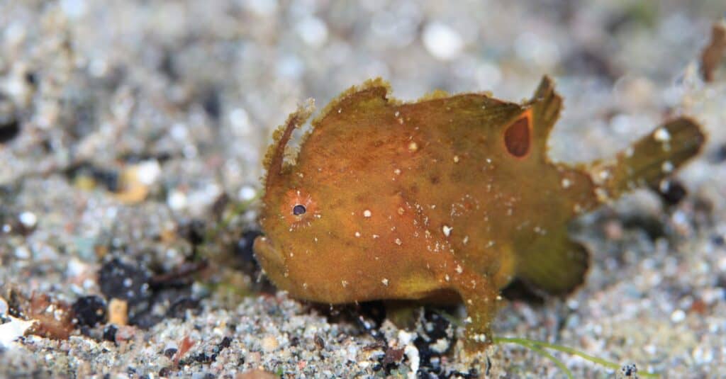 Little juvenile baby Anglerfish on sandy substrate in Komodo, Indonesia.