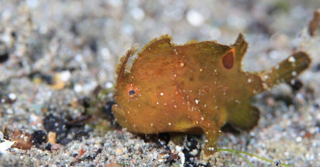 Cá Anglerfish con nhỏ trên nền cát ở Komodo, Indonesia.