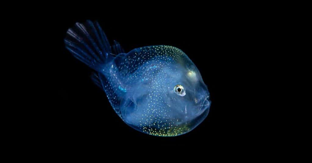 Deep Water Anglerfish, Blackwater Photo.