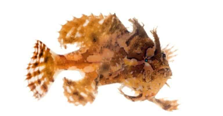 The sargassum fish, anglerfish, or frog fish, Histrio histrio. A well-camouflaged fish isolated on white background.