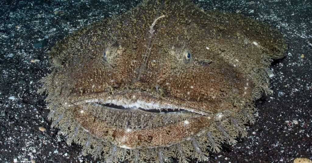 Cá Anglerfish (cá Monkfish) với chiếc miệng lớn rình mồi dưới đáy cát ở Osezaki, Nhật Bản