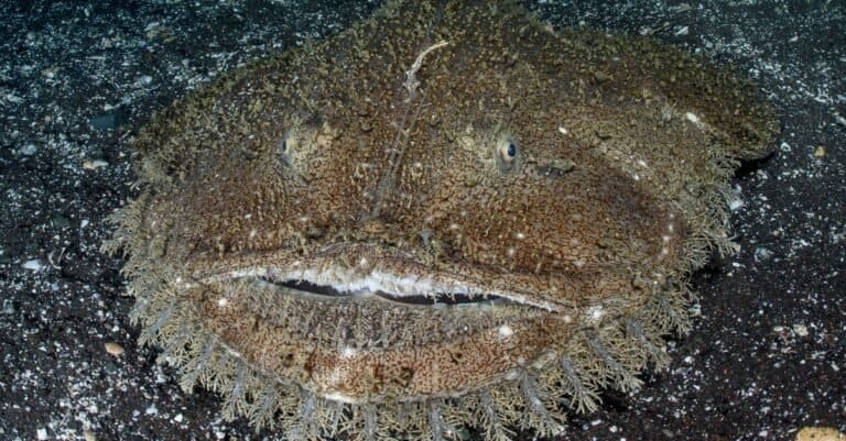 Anglerfish (Monkfish) with large mouth lurking for food on the sandy bottom of Osezaki, Japan