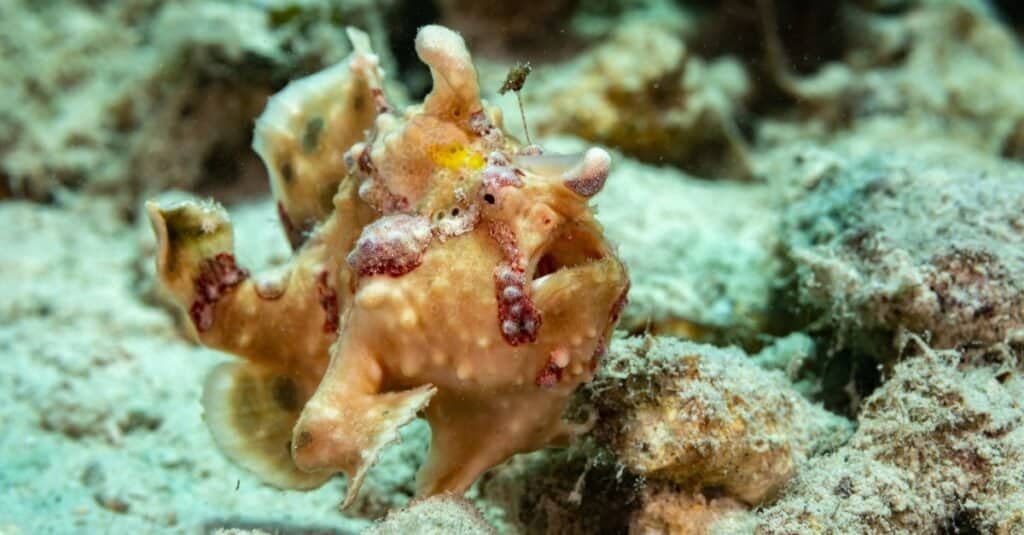 An anglerfish on the sea floor.