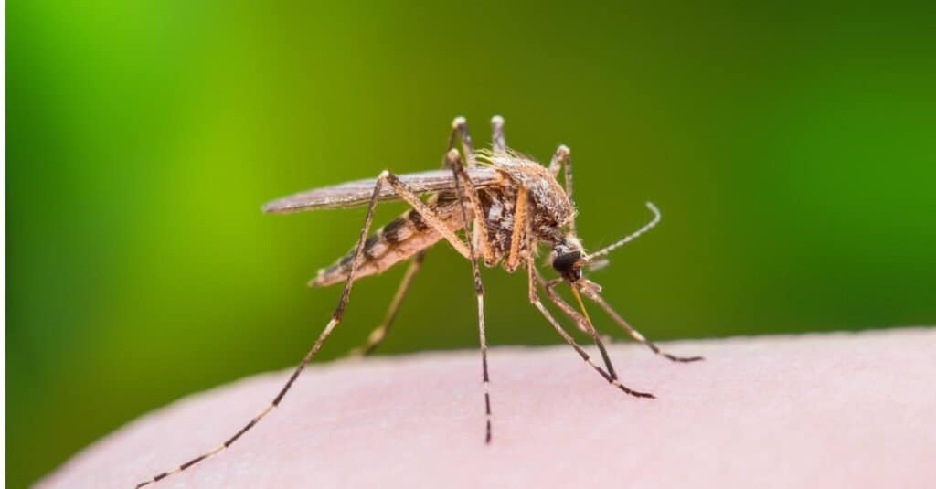 Mosquito Predators: What Eats Mosquitoes? - AZ Animals