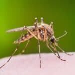 Mosquitoes are the world’s deadliest animals because of all the deadly diseases that they spread.