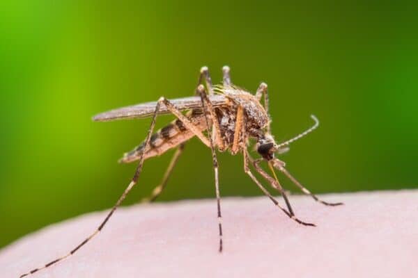 Mosquitoes are the world’s deadliest animals because of all the deadly diseases that they spread.