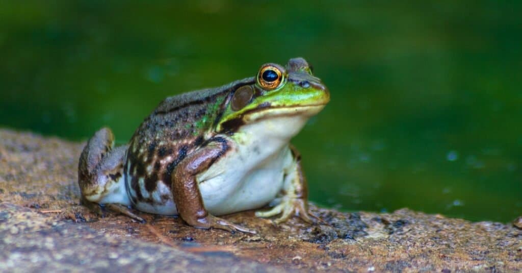 Animals That Can See Infrared bullfrog