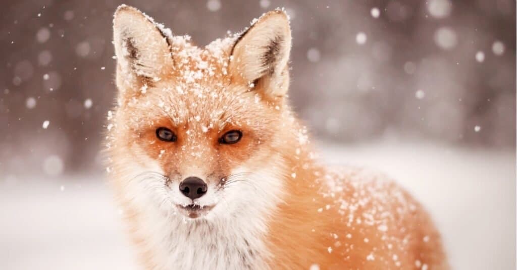 Animal fox that can see infrared light