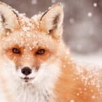 Foxes are very smart in ways that matter: finding food, surviving in weather extremes, outwitting predators, protecting their young.