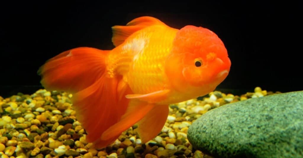 金魚の赤外線が見える動物