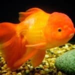 Goldfish have four types of cone cells in their eyes. These cone cells are sensitive to red, green, blue, and ultraviolet light.