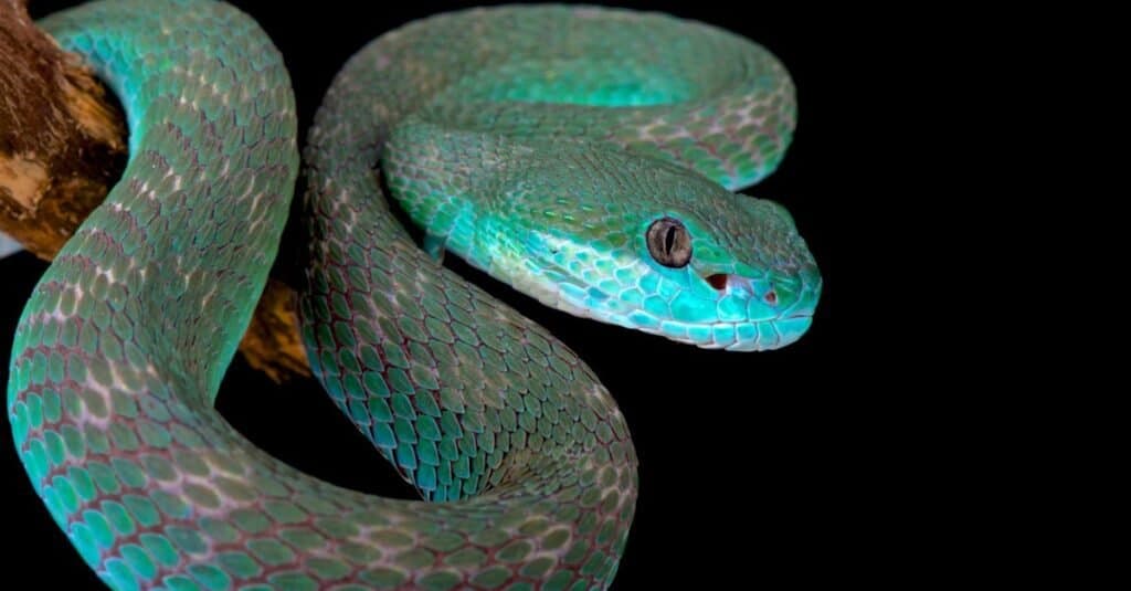 blue snake species