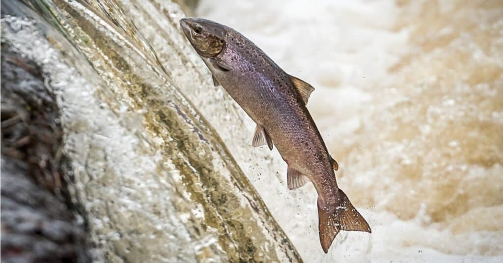 Animals That Can See Infrared salmon