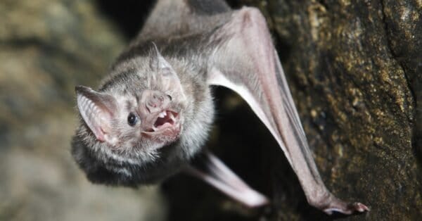 Vampire Bat Animal Facts - Desmodontinae - A-Z Animals