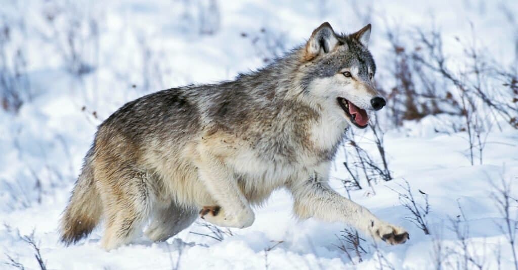 Động vật có thể nhìn thấy sói hồng ngoại