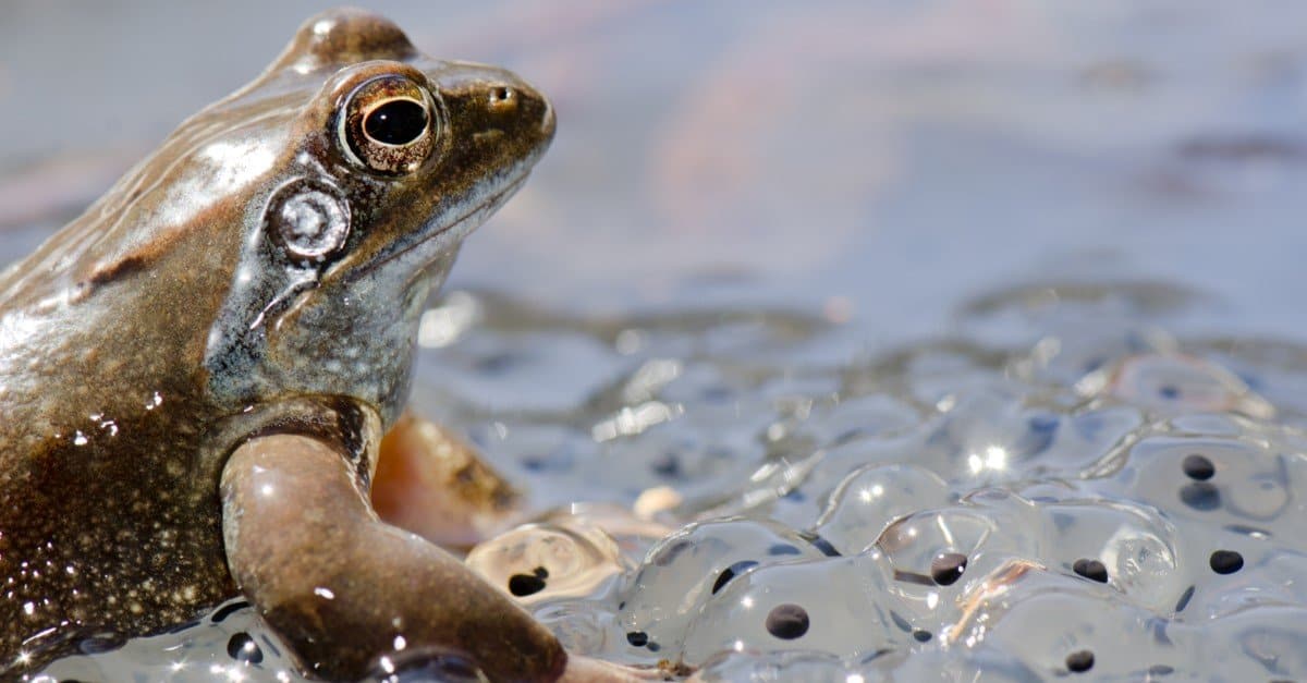Do Frogs Lay Eggs? - AZ Animals