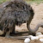 An Ostrich hen with eggs in the nest. Ostriches are the fastest runners of any bird or other two-legged animal and can sprint at over 70 km/hr, covering up to 5m in a single stride.