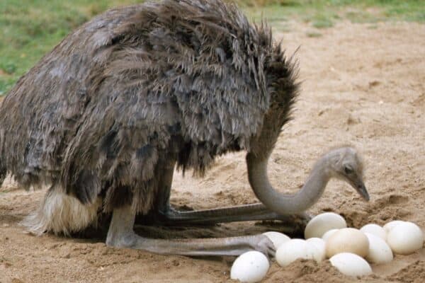 An Ostrich hen with eggs in the nest. Ostriches are the fastest runners of any bird or other two-legged animal and can sprint at over 70 km/hr, covering up to 5m in a single stride.