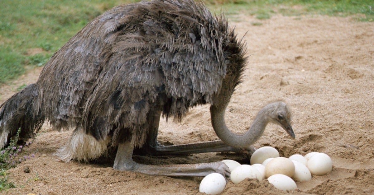 kiwi animal eggs