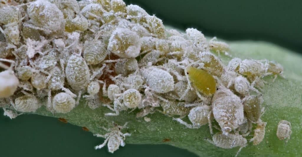 Animals That Lay Eggs: Cabbage Aphids