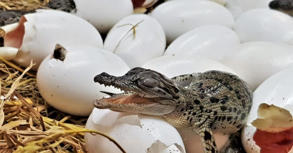 crocodiles lays crocodile freshwater offspring surprise poke determines