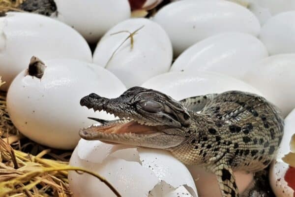 A newborn freshwater crocodile or poke its head out of the egg. The Johnstone’s crocodile (Crocodylus johnstoni) lives in inland creeks, rivers, lakes, and swamps.