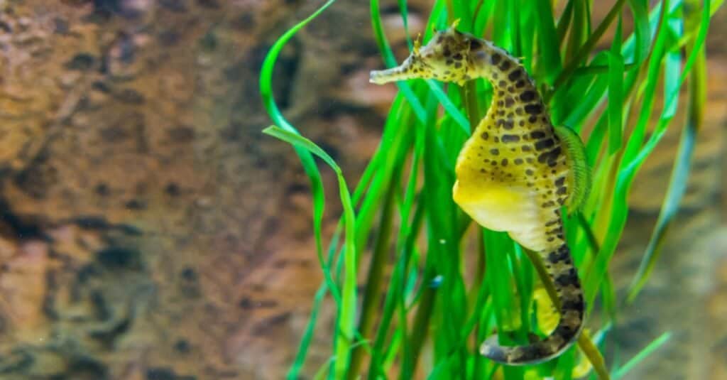 Animals That Lay Eggs: Seahorses