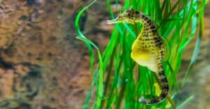 Animals That Lay Eggs: Seahorses