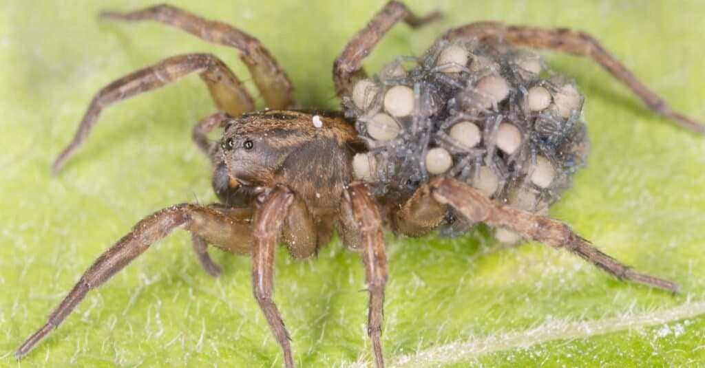 Female Wolf Spider vs Male Wolf Spider What Are Their Differences? A