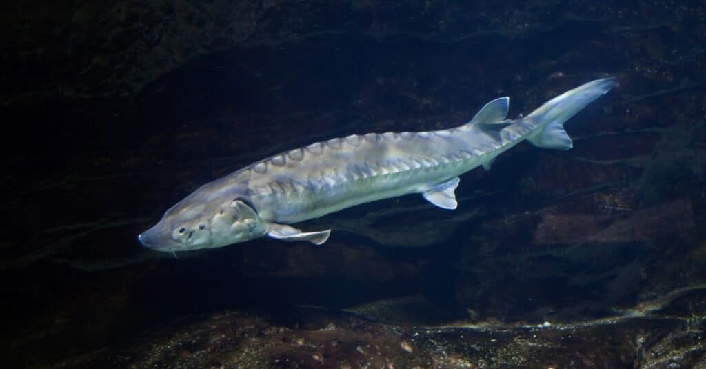 Quái vật sông: Khám phá loài cá lớn nhất ở sông Potomac