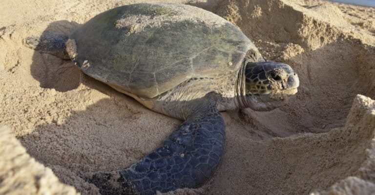Animals That Lay Eggs: The Sea Turtle