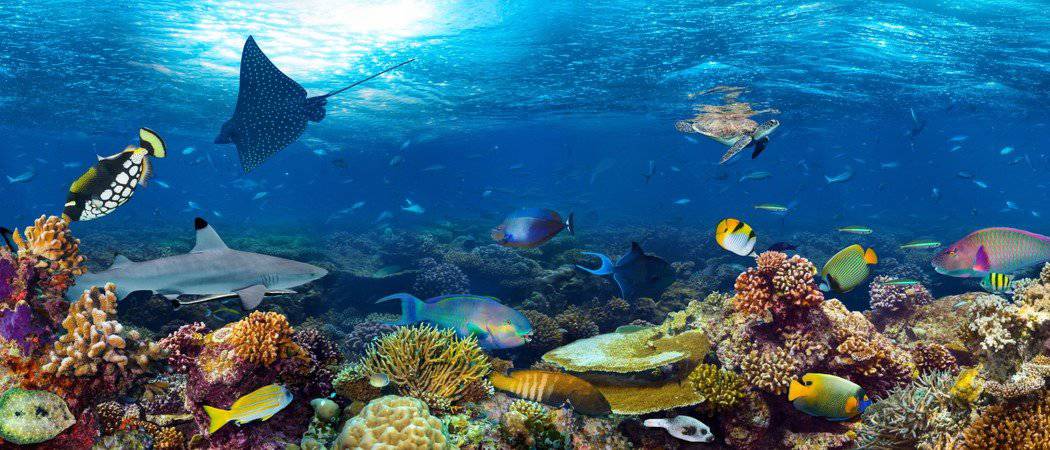 The Top 10 Incredible Animals That Live in Coral Reefs - AZ Animals