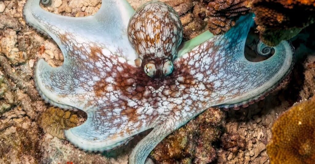 Animals That Live in Coral Reefs: Caribbean Reef Octopus