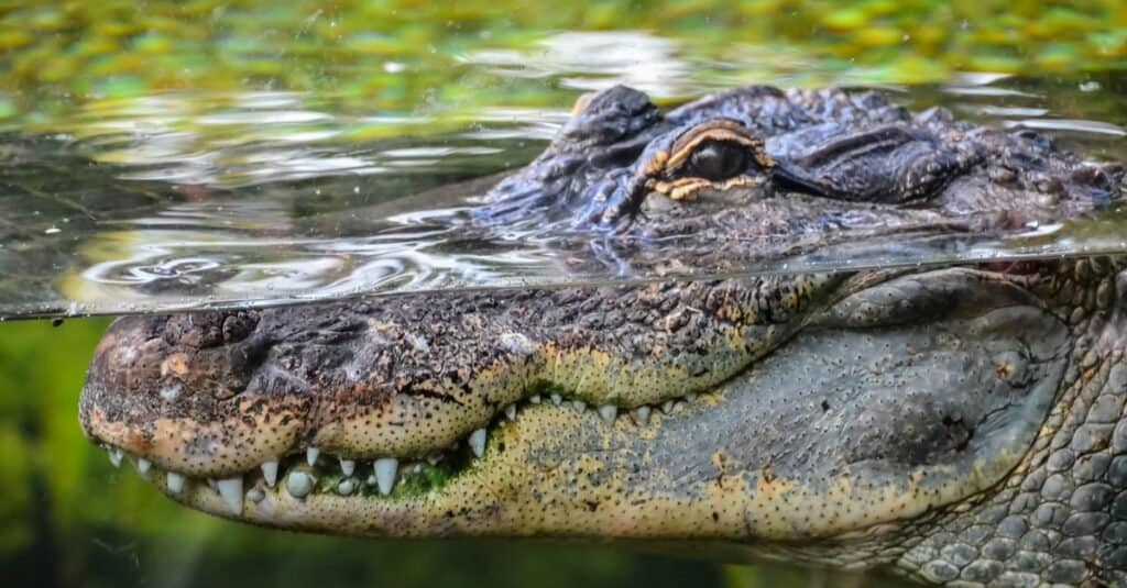 Crocodile waiting below the surface