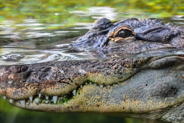 A big crocodile waiting for its prey just below the surface. Crocodiles have the strongest bite of any animal in the world.