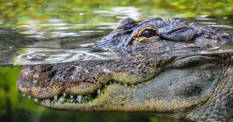 Animals That Live in Coral Reefs: Crocodiles