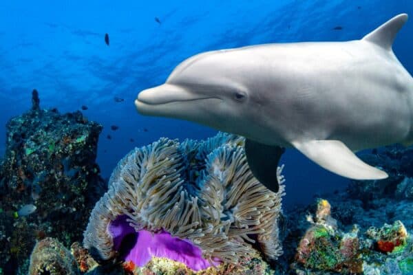 A bottlenose dolphin on a reef. These caring creatures are often seen tending to the sick, the old, and the injured in their group, which is known as ‘pod’.
