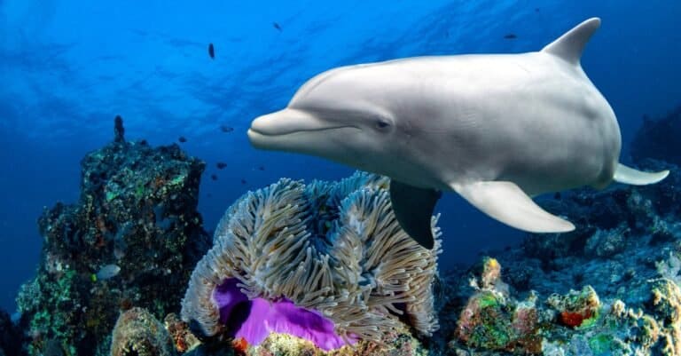 Animals That Live in Coral Reefs: Dolphins