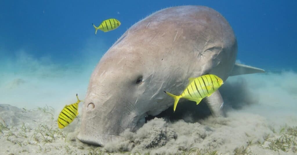 Dugong are similar marine mammals to the manatee but slightly smaller